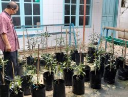 Lawan Inflasi, Pekarangan DP3AP2KB Kota Payakumbuh Ditanami Cabe