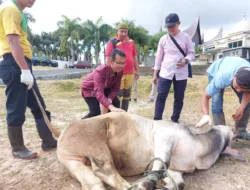 Indo Jalito Sumbangkan Satu Sapi Qurban Untuk Bukittinggi