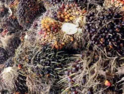Hitungan Bulan PB Milik BUM Desa Sumber Makmur, Sekarang Tutup
