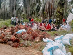 M Alwi Arifin : Menyayangkan Adanya  Panen Sawit Dilahan Milik KNES Secara Sendiri