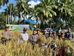 Bupati Solok Panen Perdana Sawah Pokok Murah Di Koto Baru