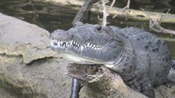 5 Fakta Menarik Buaya Morelet yang Terancam Punah