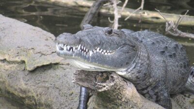 5 Fakta Menarik Buaya Morelet yang Terancam Punah