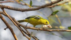 5 Fakta Menarik Burung Cipoh Kacat dengan Ritual Kawin Unik