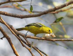 5 Fakta Menarik Burung Cipoh Kacat dengan Ritual Kawin Unik