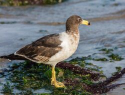 5 Fakta Menarik Burung Camar Belcher, Pencuri Terkenal yang Agresif