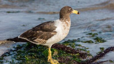 5 Fakta Menarik Burung Camar Belcher, Pencuri Terkenal yang Agresif