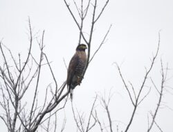 5 Fakta Menarik Burung Elang-Ular Sulawesi, Predator Langit Indonesia!