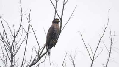 5 Fakta Menarik Burung Elang-Ular Sulawesi, Predator Langit Indonesia!