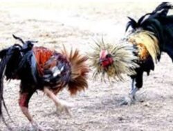 Judi Sabung Ayam Merajalela di Desa Ngeleng, Generasi Muda Terancam Terkontaminasi