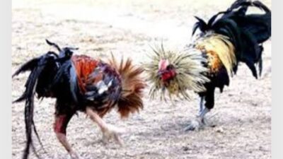 Judi Sabung Ayam Merajalela di Desa Ngeleng, Generasi Muda Terancam Terkontaminasi
