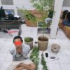 Tanam Ganja di Pekarangan Rumah, Pria di Ampek Angkek Diamankan Polisi