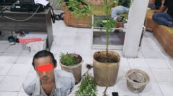 Tanam Ganja di Pekarangan Rumah, Pria di Ampek Angkek Diamankan Polisi