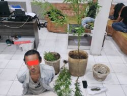Tanam Ganja di Pekarangan Rumah, Pria di Ampek Angkek Diamankan Polisi