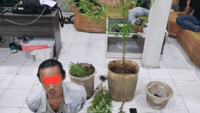 Tanam Ganja di Pekarangan Rumah, Pria di Ampek Angkek Diamankan Polisi