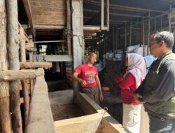 Monitoring Ketersediaan dan Harga jual Sapi Qurban Jelang Idul Adha, Pemkab Solok Pastikan Harga Stabil