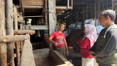 Monitoring Ketersediaan dan Harga jual Sapi Qurban Jelang Idul Adha, Pemkab Solok Pastikan Harga Stabil