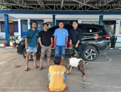 Hukum Polisi Amankan Terduga Pencuri Kambing, Kerugian Korban Capai Jutaan Rupiah